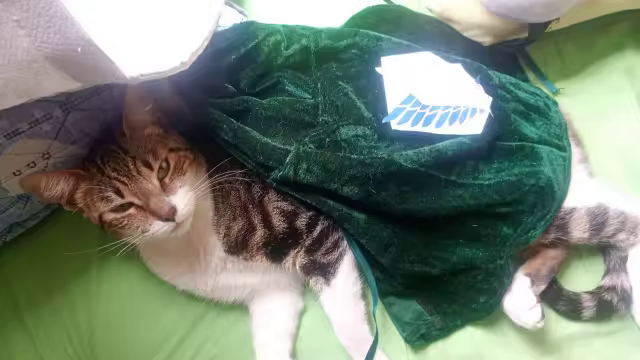 Settling in for a nap, all cloaked up