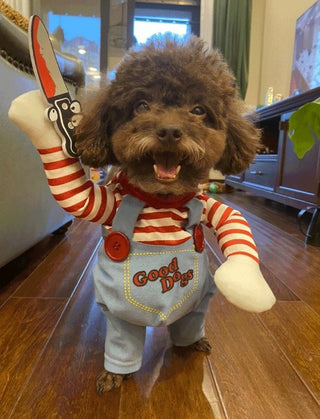 Brown poodle in Chucky killer doll costume