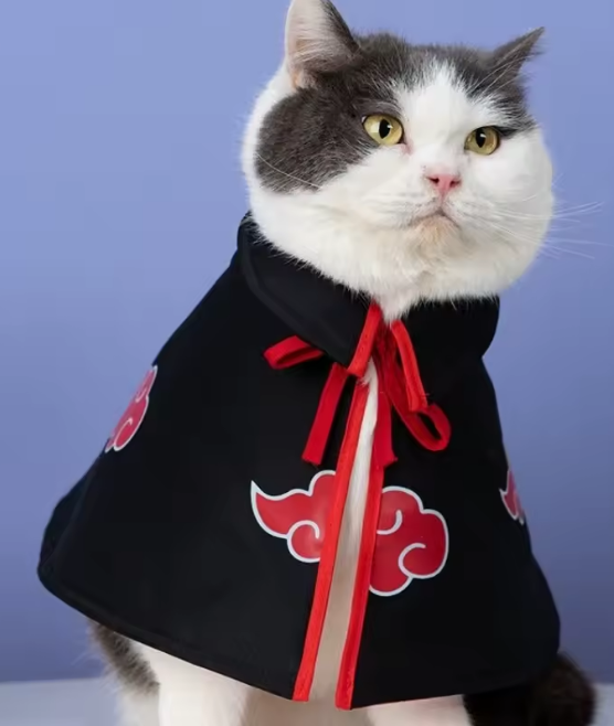 Cat wearing the Akatsuki pet cloak