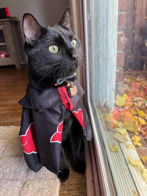 Watching the leaves. Plotting.