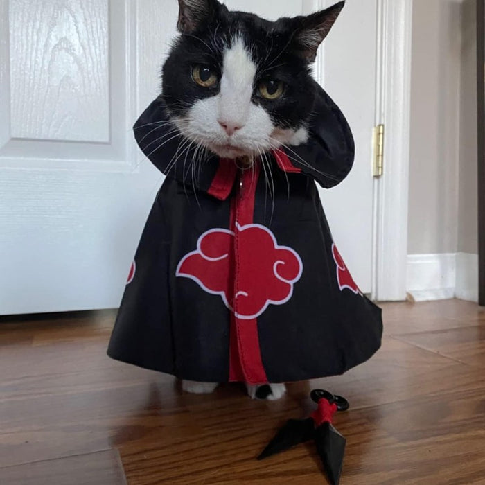 Rachel's cat, ready to deploy