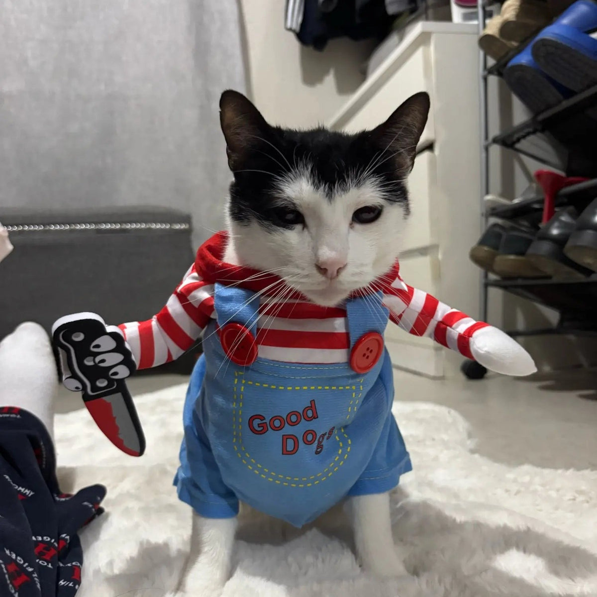 Black and white cat in the Purrfect Slasher killer doll costume