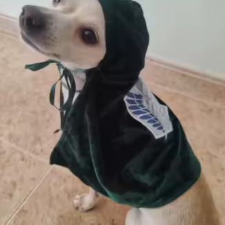 Small dog wearing the green Survey Scout Cloak with hood up