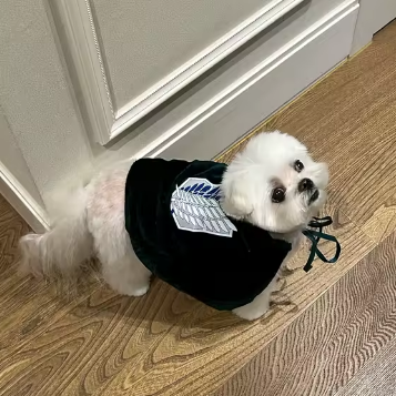 White fluffy dog wearing the green Survey Scout Cloak