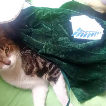 Tabby cat lying down wearing the green Survey Scout Cloak