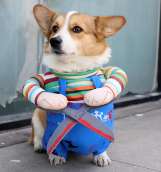 Corgi wearing the Purrfect Cutter costume, showing the striped top, blue overalls, one connected soft scissor-style costume prop held in two stuffed hands