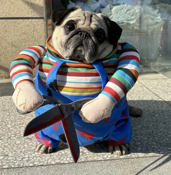 Pug wearing the Purrfect Cutter costume, with striped sleeves, blue overalls and one connected soft scissor-style costume prop held in two stuffed hands