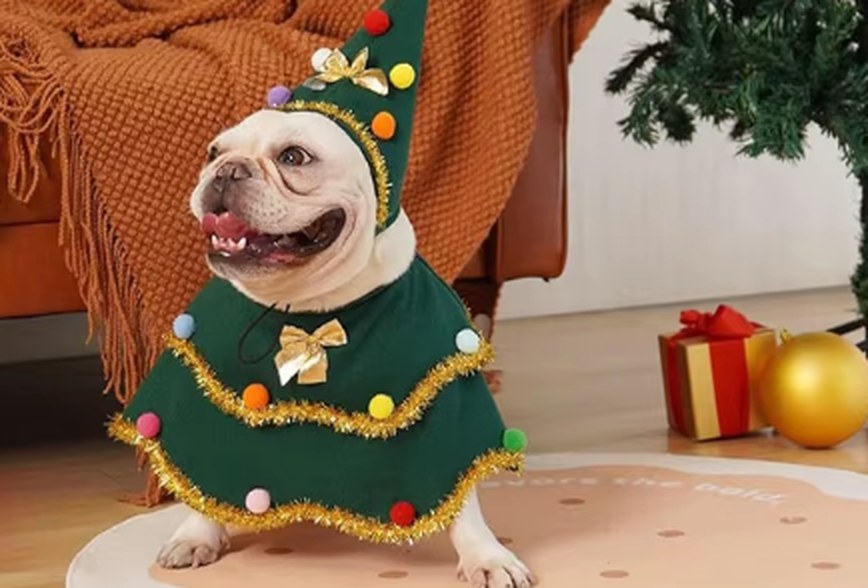 French bulldog wearing the Pupmas Tree cape and hat in a living room