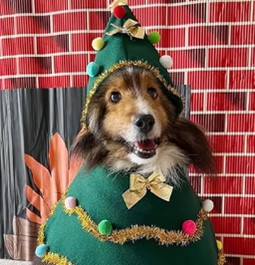 Long-haired dog wearing the Pupmas Tree cape and hat against a red brick wall