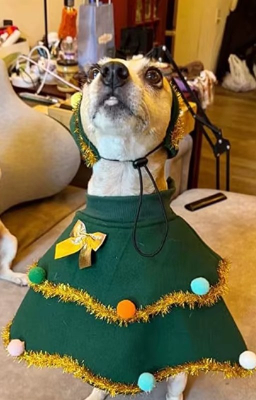 Terrier mix wearing the Pupmas Tree cape and hat at home